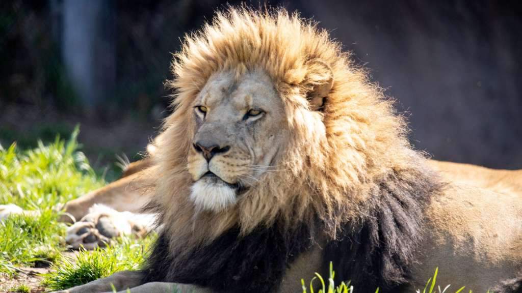 Ejemplo de historia de rescate Africa Bio Zoo