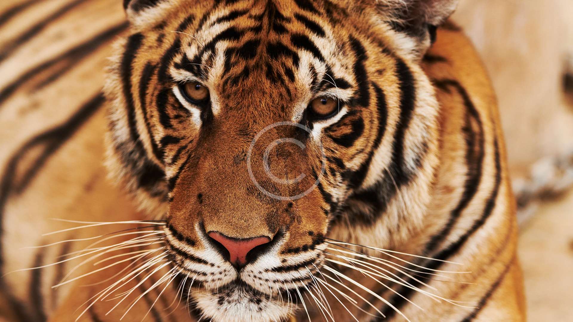 Tigre de Bengala