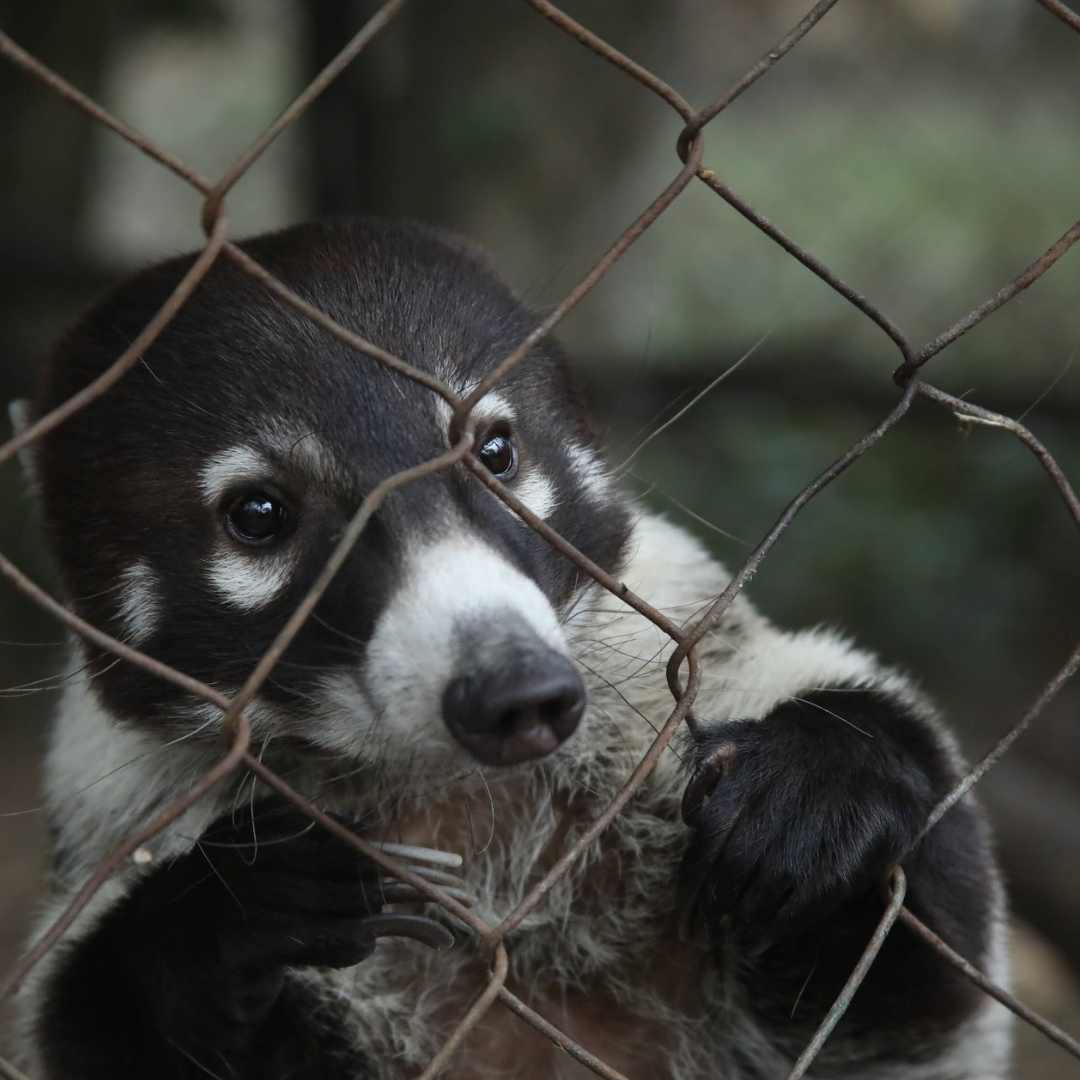 Coati