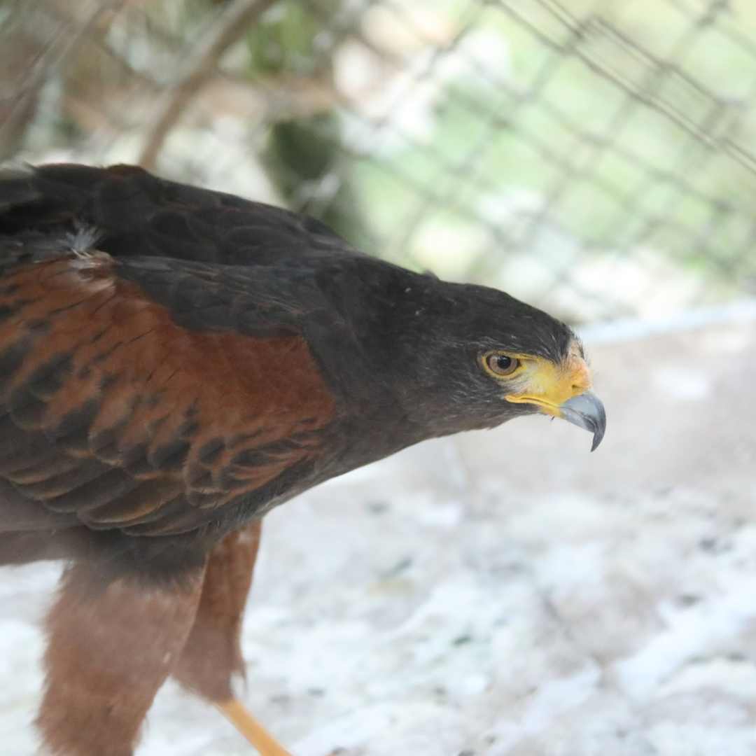 Harris hawk