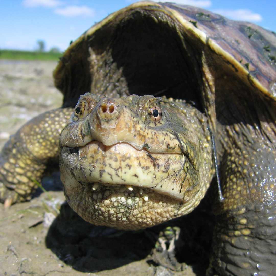 Tortuga mordedora común