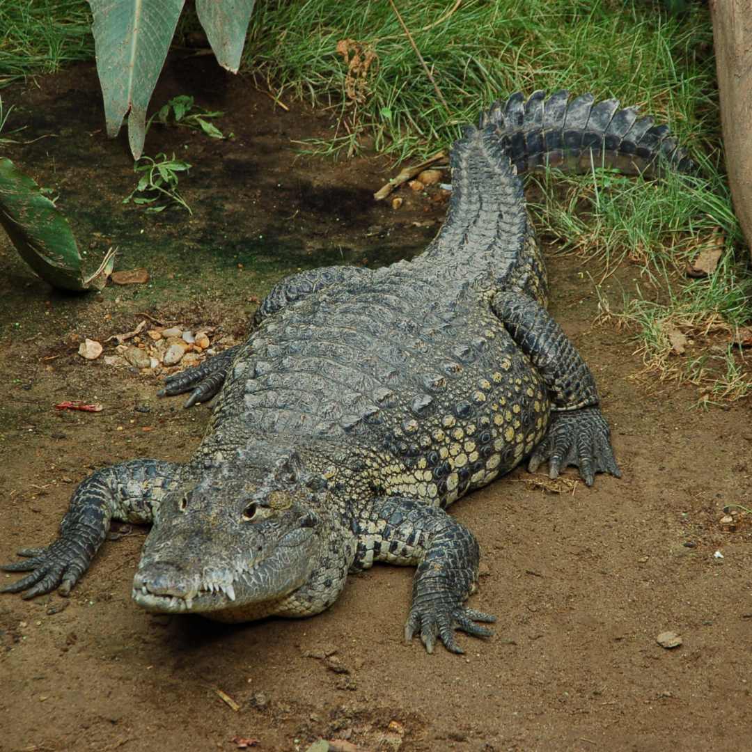 Morelet’s crocodile