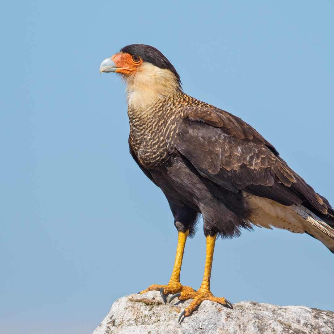 Caracara crestada