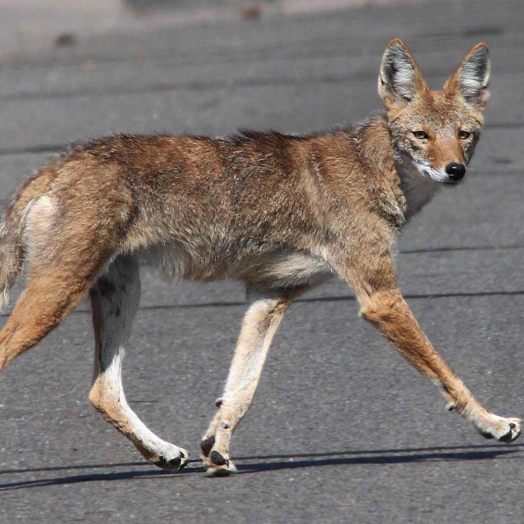 Coyote