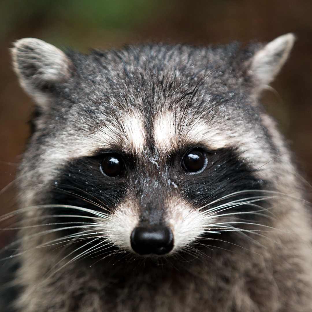 Racoon